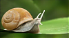 Snail's Avatar