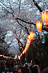 ueno_tokyo_IMG_1167.jpg