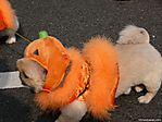 tokyo-halloween-parade-2006-131.jpg