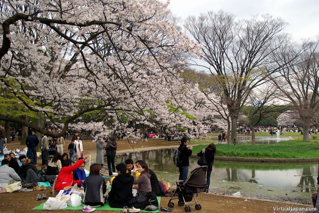 Cherry-Blossoms-2007-Yoyogi-Park-Tokyo-003