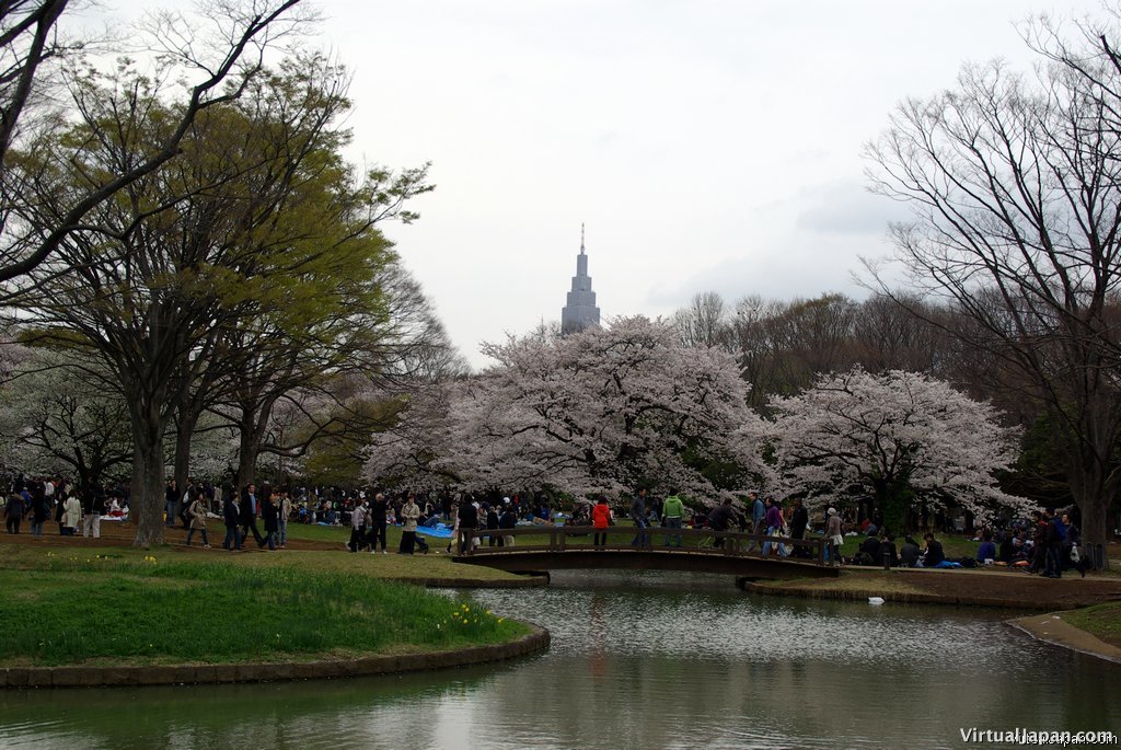 Cherry-Blossoms-2007-Yoyogi-Park-Tokyo-004