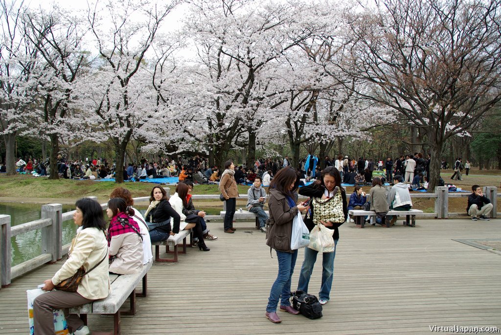 Cherry-Blossoms-2007-Yoyogi-Park-Tokyo-007