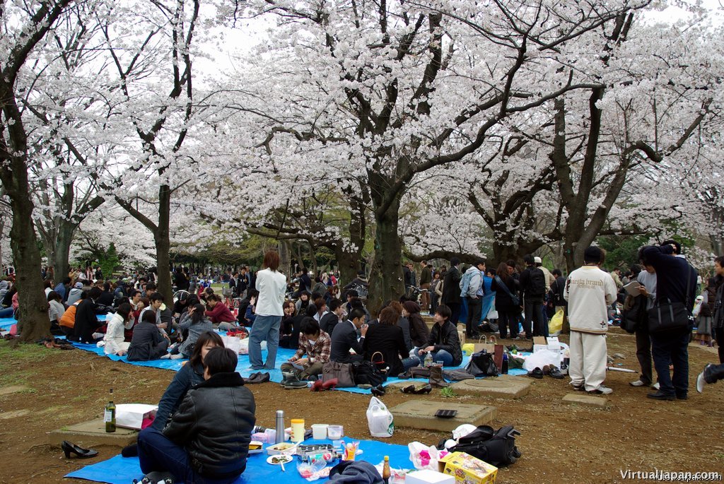 Cherry-Blossoms-2007-Yoyogi-Park-Tokyo-008