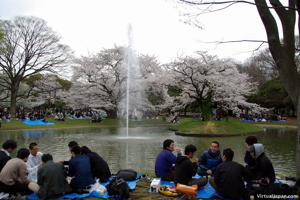 Cherry-Blossoms-2007-Yoyogi-Park-Tokyo-009