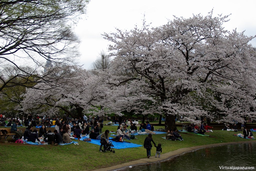 Cherry-Blossoms-2007-Yoyogi-Park-Tokyo-010