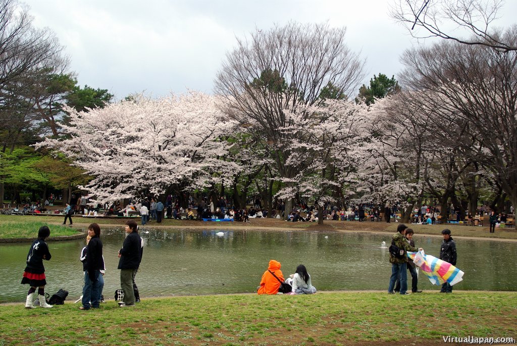 Cherry-Blossoms-2007-Yoyogi-Park-Tokyo-012
