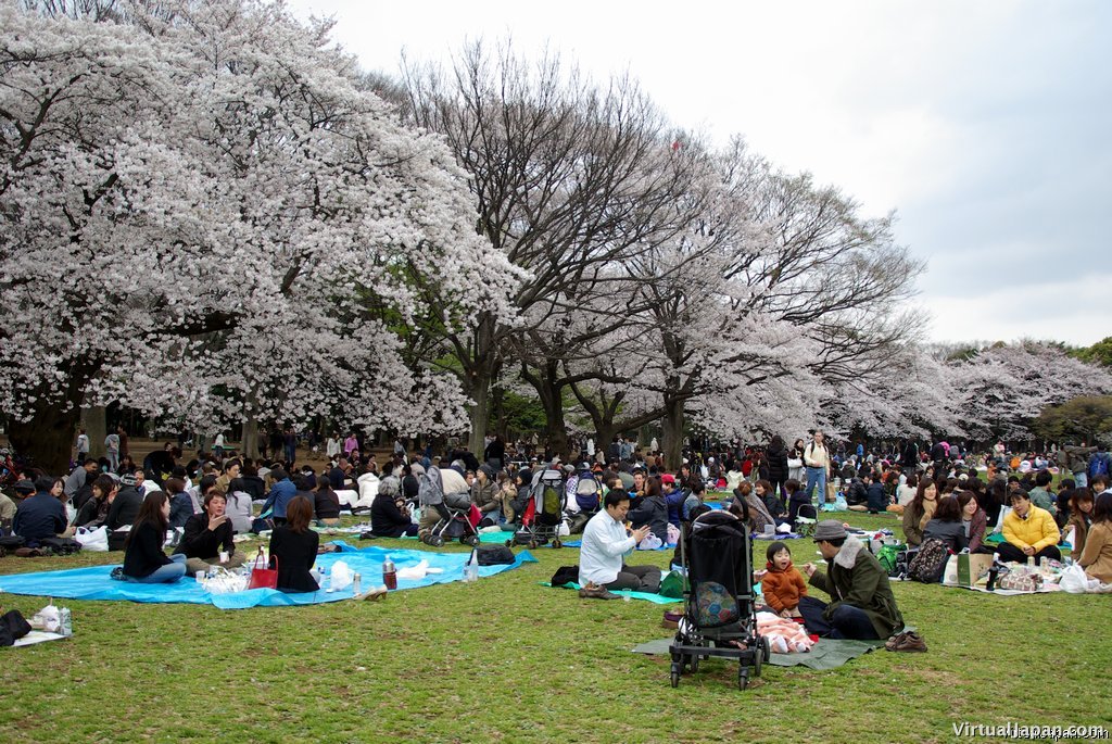 Cherry-Blossoms-2007-Yoyogi-Park-Tokyo-014