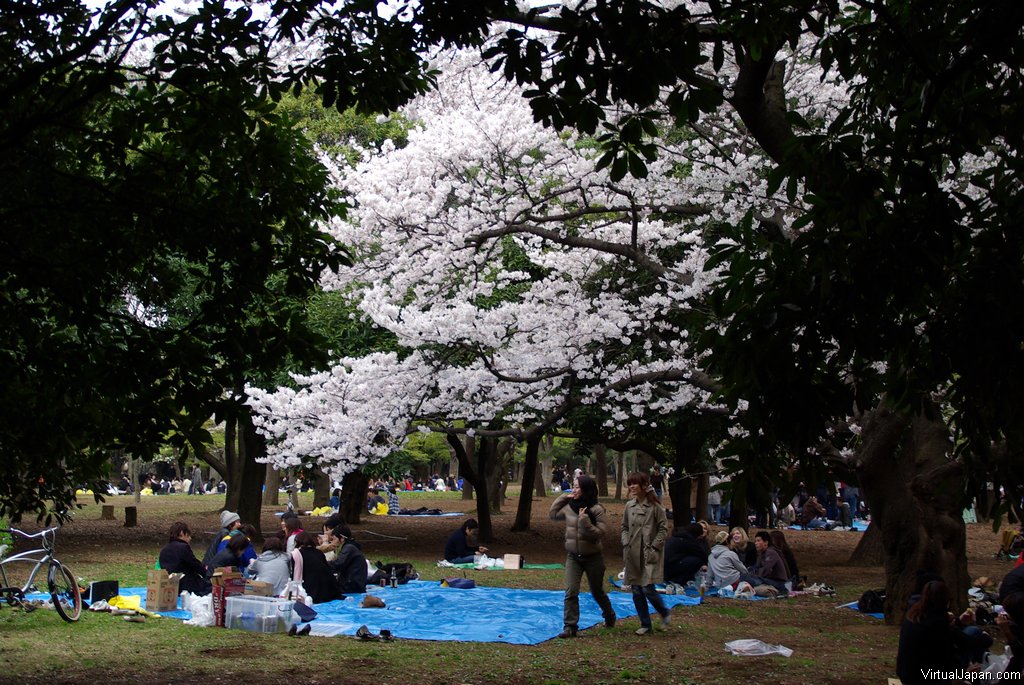Cherry-Blossoms-2007-Yoyogi-Park-Tokyo-017