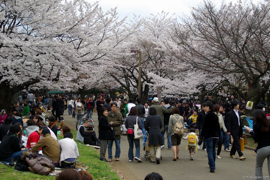 Cherry-Blossoms-2007-Yoyogi-Park-Tokyo-023
