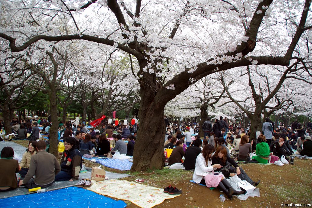 Cherry-Blossoms-2007-Yoyogi-Park-Tokyo-024