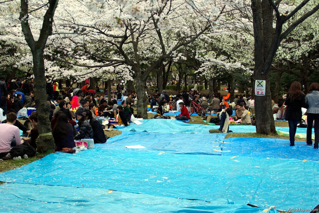 Cherry-Blossoms-2007-Yoyogi-Park-Tokyo-026
