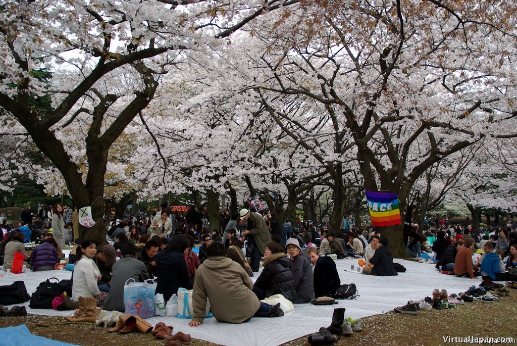 Cherry-Blossoms-2007-Yoyogi-Park-Tokyo-027