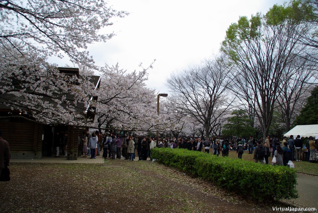 Cherry-Blossoms-2007-Yoyogi-Park-Tokyo-032