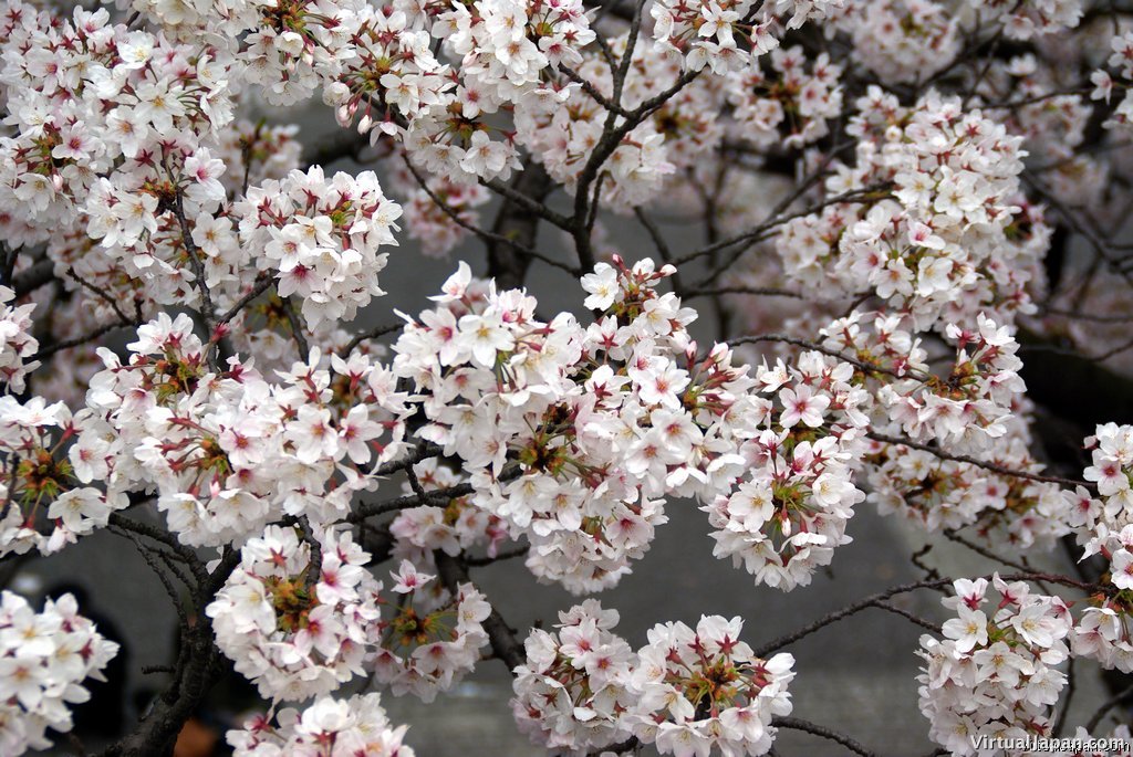 Cherry-Blossoms-2007-Yoyogi-Park-Tokyo-035