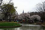 Cherry-Blossoms-2007-Yoyogi-Park-Tokyo-004.jpg