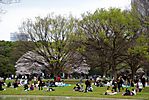 Cherry-Blossoms-2007-Yoyogi-Park-Tokyo-005.jpg