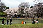Cherry-Blossoms-2007-Yoyogi-Park-Tokyo-012.jpg
