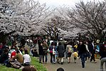 Cherry-Blossoms-2007-Yoyogi-Park-Tokyo-023.jpg