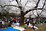 Cherry-Blossoms-2007-Yoyogi-Park-Tokyo-024.jpg