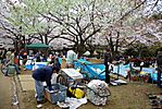 Cherry-Blossoms-2007-Yoyogi-Park-Tokyo-029.jpg