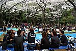 Cherry-Blossoms-2007-Yoyogi-Park-Tokyo-030.jpg
