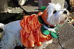 Harajuku-Pumpkin-Parade-2007-090.jpg