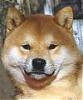 ShibaInu's Avatar