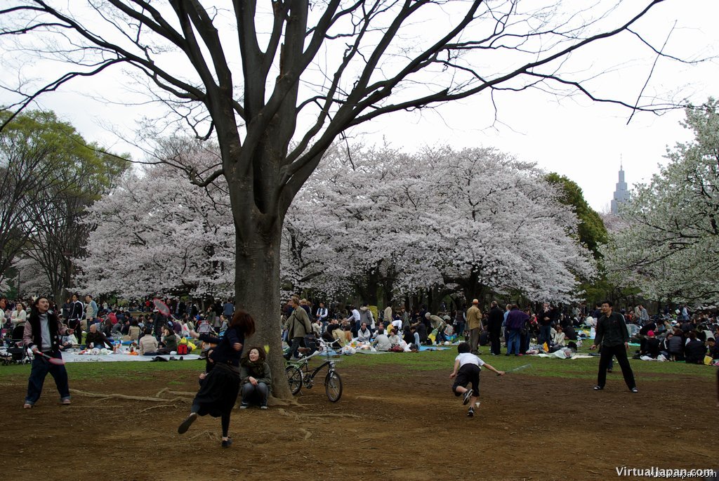 Cherry-Blossoms-2007-Yoyogi-Park-Tokyo-011