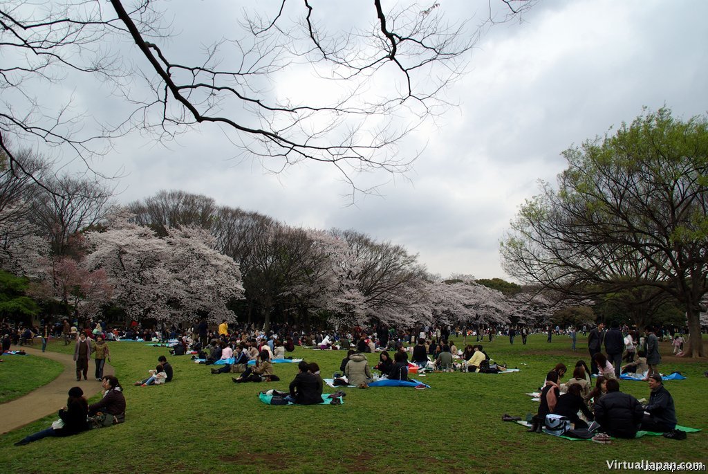 Cherry-Blossoms-2007-Yoyogi-Park-Tokyo-013