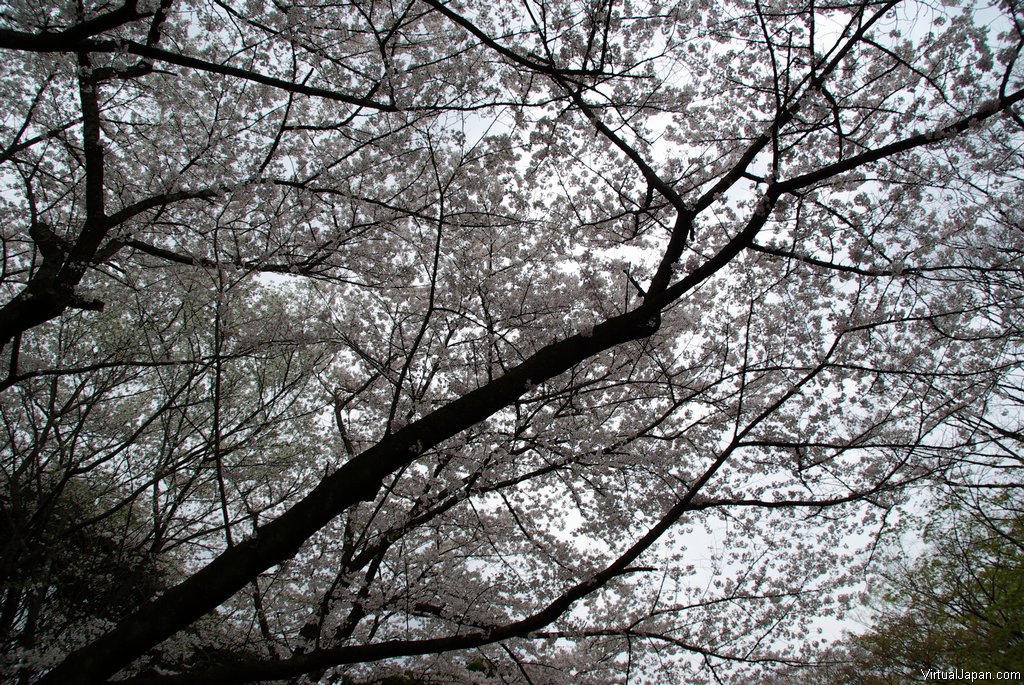 Cherry-Blossoms-2007-Yoyogi-Park-Tokyo-019