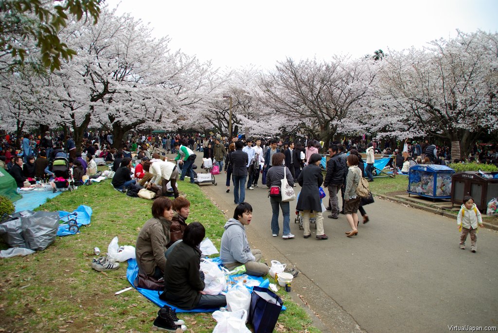 Cherry-Blossoms-2007-Yoyogi-Park-Tokyo-022