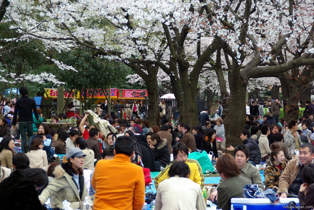 Cherry-Blossoms-2007-Yoyogi-Park-Tokyo-025