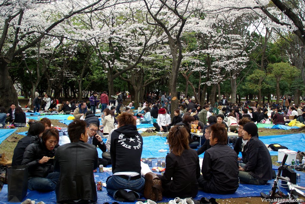 Cherry-Blossoms-2007-Yoyogi-Park-Tokyo-030