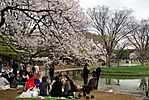 Cherry-Blossoms-2007-Yoyogi-Park-Tokyo-003.jpg
