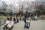 Cherry-Blossoms-2007-Yoyogi-Park-Tokyo-007.jpg