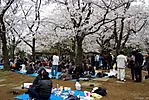 Cherry-Blossoms-2007-Yoyogi-Park-Tokyo-008.jpg