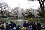 Cherry-Blossoms-2007-Yoyogi-Park-Tokyo-009.jpg