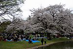 Cherry-Blossoms-2007-Yoyogi-Park-Tokyo-010.jpg