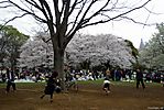 Cherry-Blossoms-2007-Yoyogi-Park-Tokyo-011.jpg