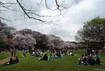 Cherry-Blossoms-2007-Yoyogi-Park-Tokyo-013.jpg