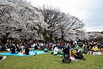 Cherry-Blossoms-2007-Yoyogi-Park-Tokyo-014.jpg