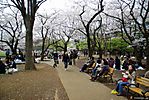 Cherry-Blossoms-2007-Yoyogi-Park-Tokyo-016.jpg