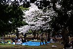 Cherry-Blossoms-2007-Yoyogi-Park-Tokyo-017.jpg
