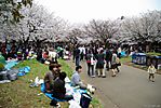 Cherry-Blossoms-2007-Yoyogi-Park-Tokyo-022.jpg