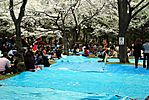 Cherry-Blossoms-2007-Yoyogi-Park-Tokyo-026.jpg