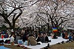 Cherry-Blossoms-2007-Yoyogi-Park-Tokyo-027.jpg