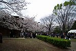 Cherry-Blossoms-2007-Yoyogi-Park-Tokyo-032.jpg