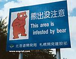 Bear-Infestation.jpg